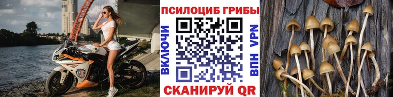 Купить  Кулебаки  Псилоцибиновые грибы мицелий 
